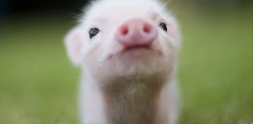 養(yǎng)殖產(chǎn)品 養(yǎng)殖產(chǎn)品